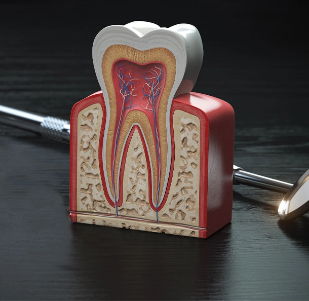 Anatomical tooth cross-section model showing internal dental structure on dark surface.